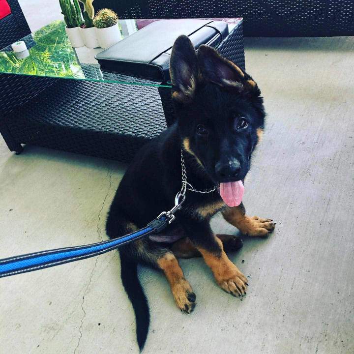 Accelerated Training for Obedience, Control, and Lasting Behavioral Change