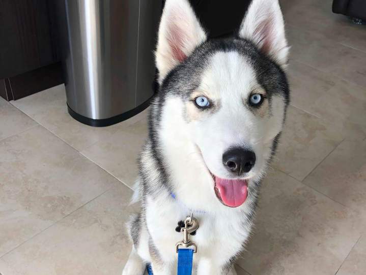 Dog Trainer, Coral Gables<br/>Experienced Dog Trainer Coral Gables<br/>Expert Dog Trainer Coral Gables