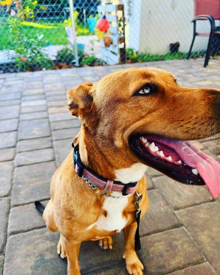 Personal Protection Dog Training Miami-Dade County