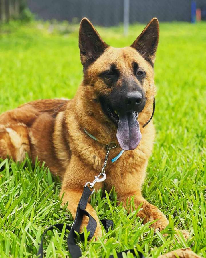 Dog Obedience Training Miami-Dade County