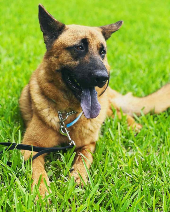 Service Dog Training Services Miami-Dade County