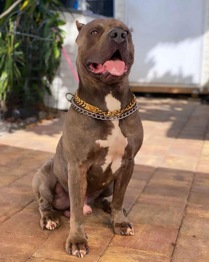 Service Dog Training Miami-Dade County