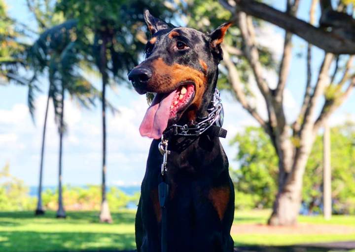 Service Dog Training Miami-Dade County
