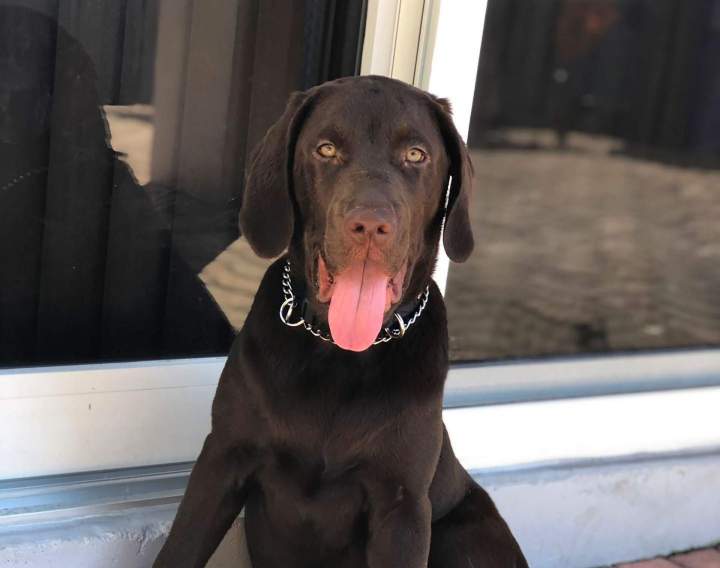Dog Training Boot Camps Miami-Dade County