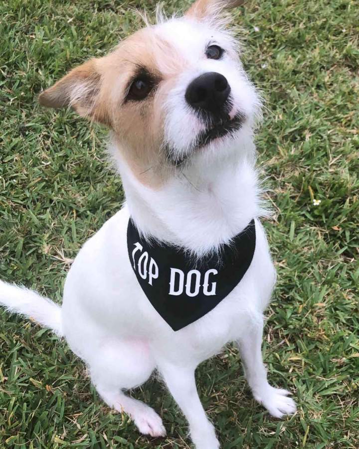 Service Dog Training Services Miami-Dade County
