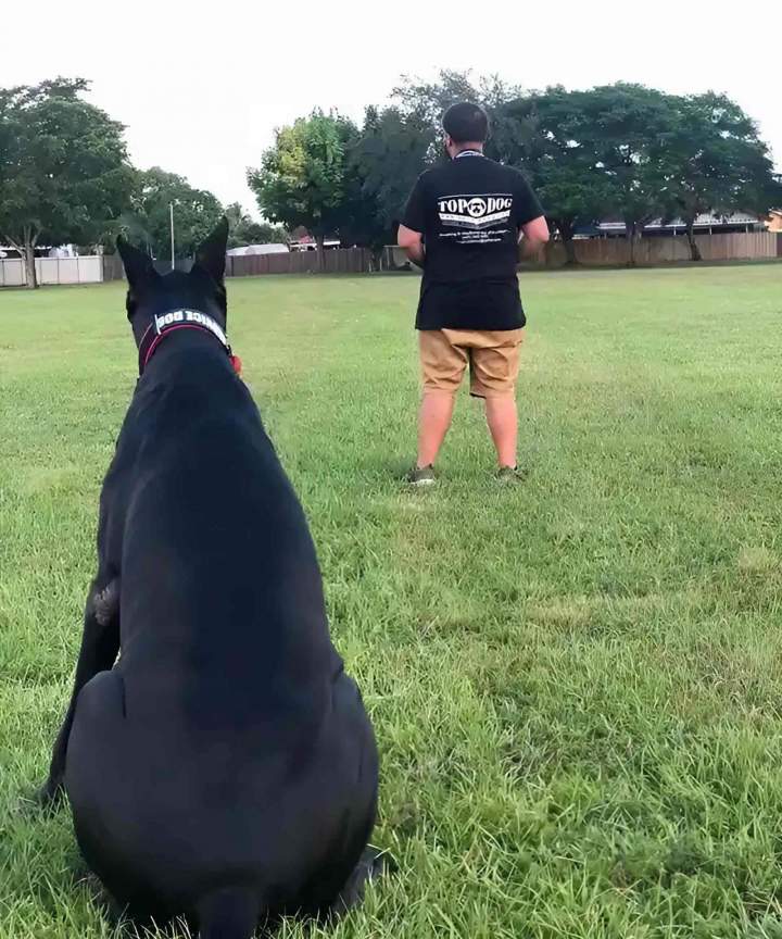 Dog Obedience Miami-Dade County