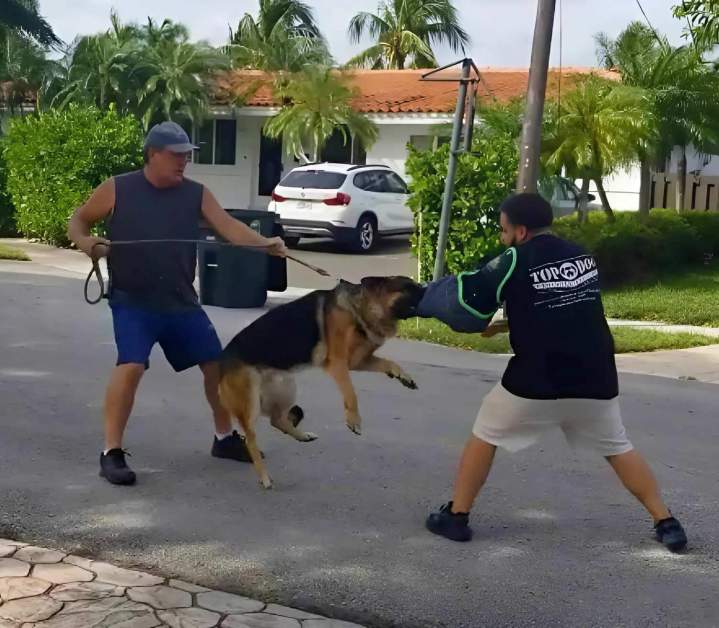 Empowering Dogs, Ensuring Safety, and Building Unbreakable Bonds