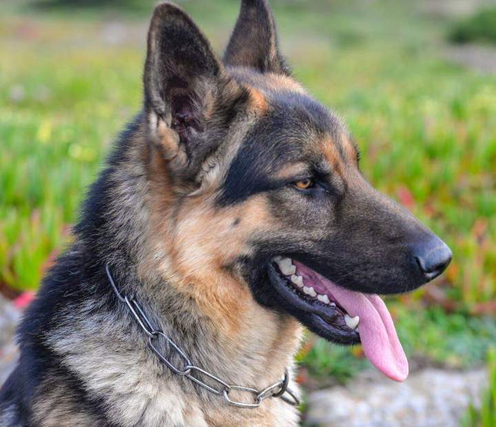 Intensive Dog Training Miami-Dade County