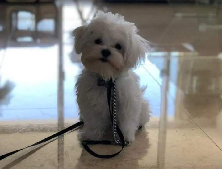 Dog Obedience Training Miami-Dade County