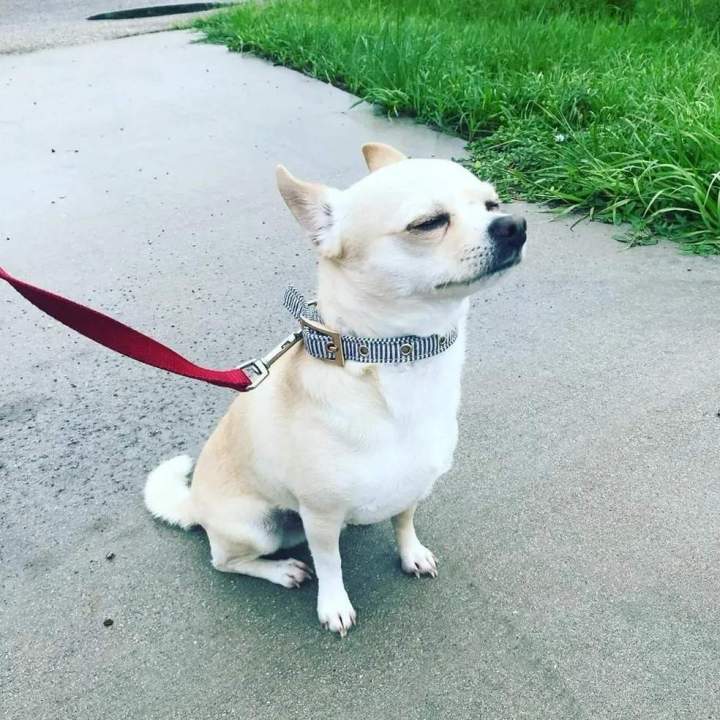 Service Dog Training Services Miami-Dade County