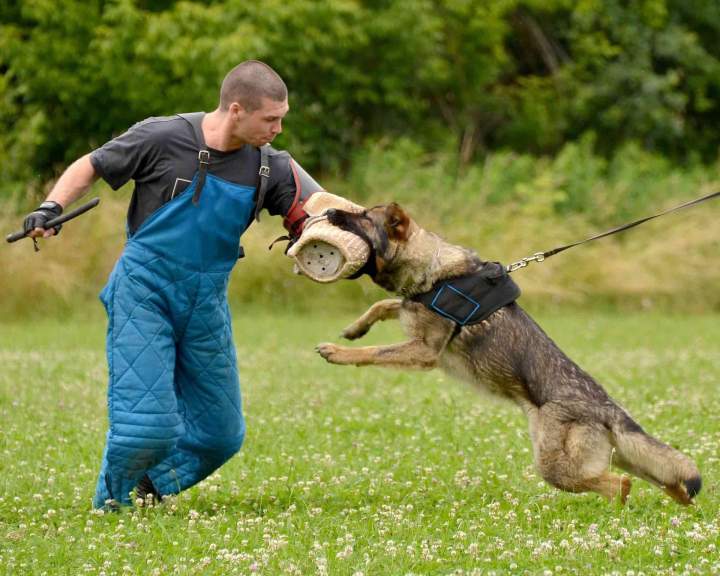 Personal Protection Dog Training Miami-Dade County