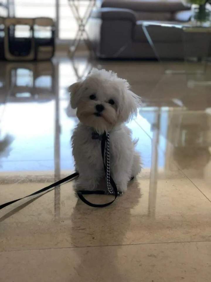 Dog Obedience Training Miami-Dade County